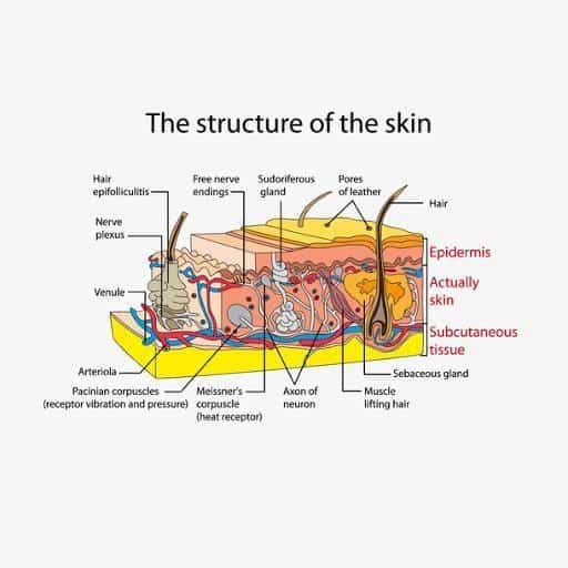 The Structure of Skin
